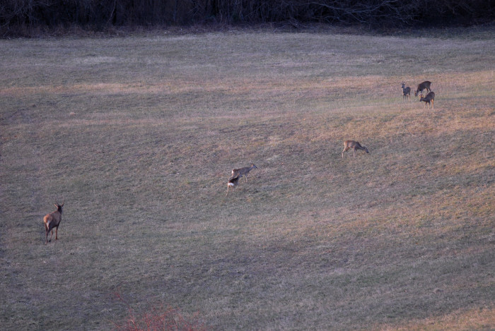 PASSIONE PER IL CERVO